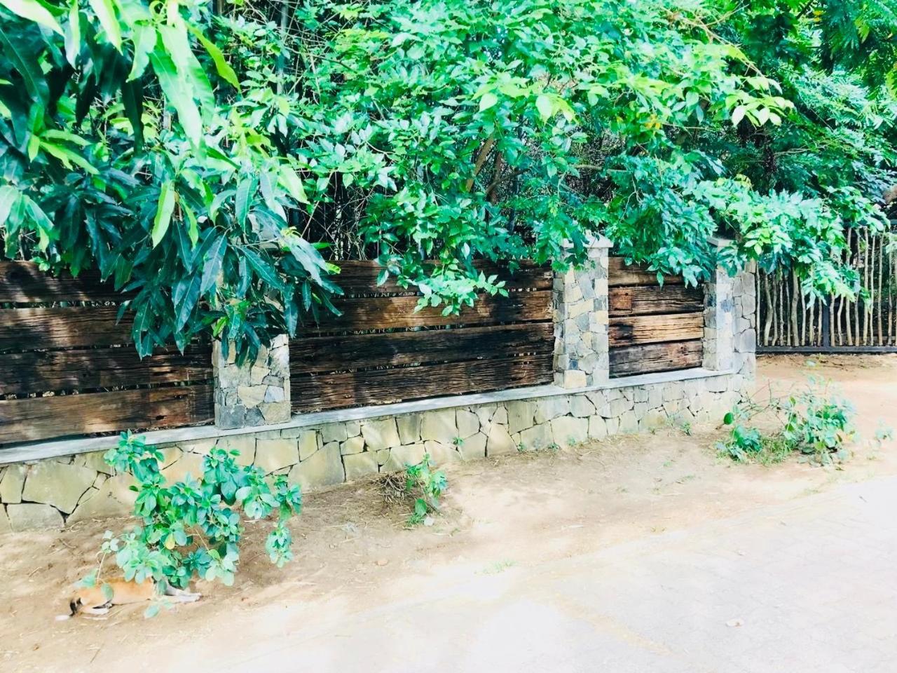 دامبولا The Green Edge المظهر الخارجي الصورة
